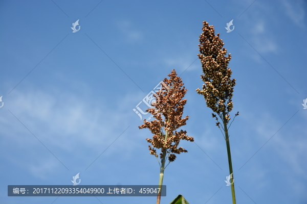 紅高粱