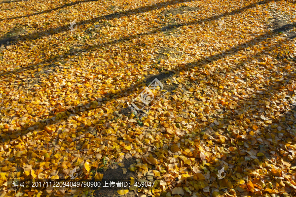 銀杏樹