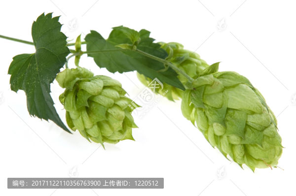 樹葉