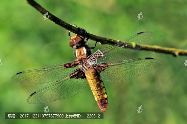 動(dòng)物