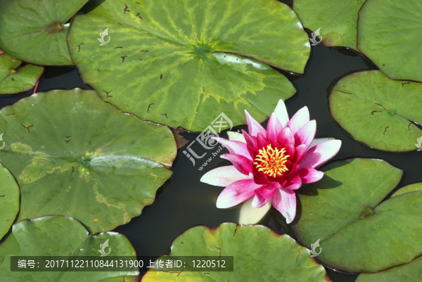 花園
