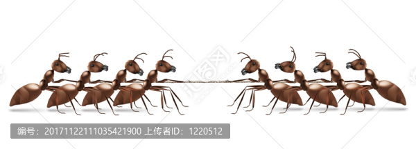 動物