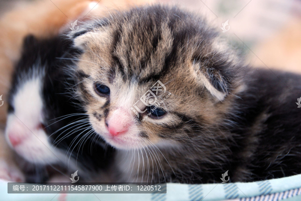 動物