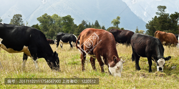 動(dòng)物