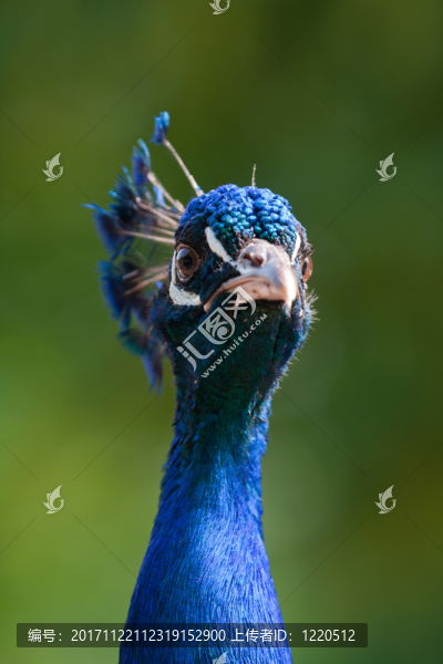 鳥