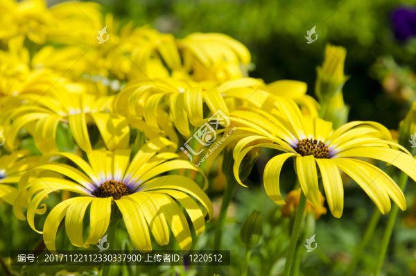 顏色