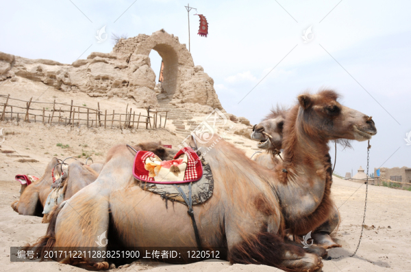旅行