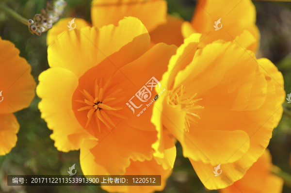 緊密的