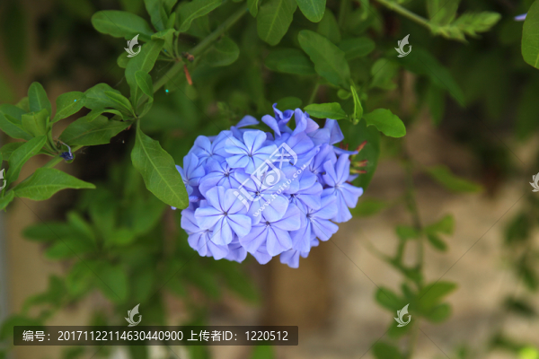 石墨auriculata