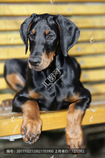 杜賓犬小狗