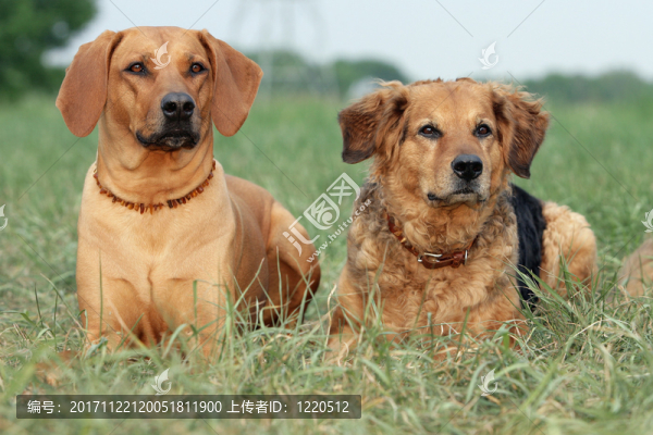 hundefreunde