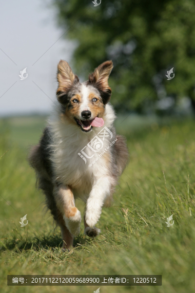 開朗的澳大利亞牧羊犬