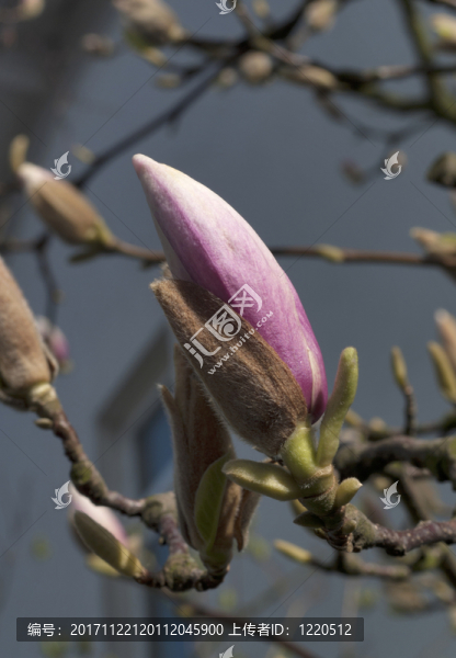 木蘭芽