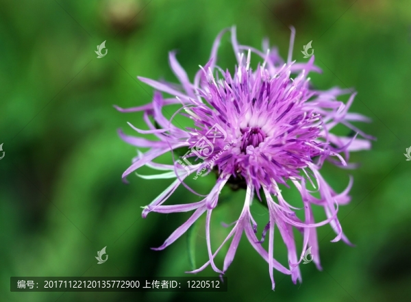 紫矢車(chē)菊（矢車(chē)菊）
