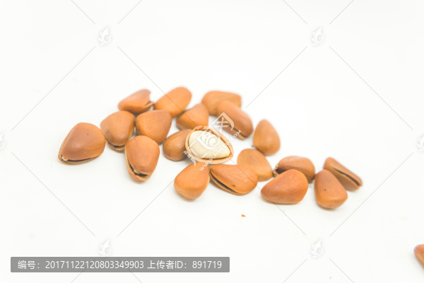 松子,高清大圖