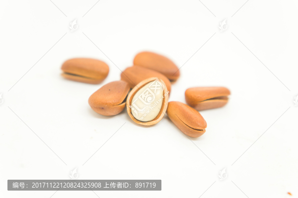 松子,高清大圖