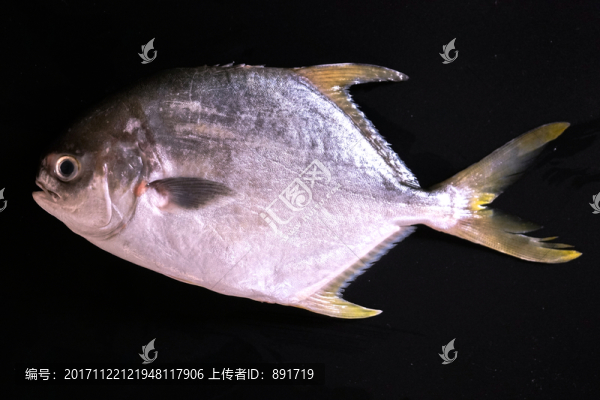 鯧魚,高清大圖