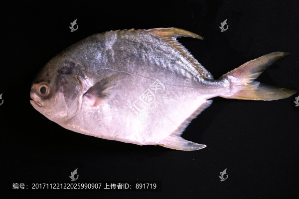 鯧魚,高清大圖