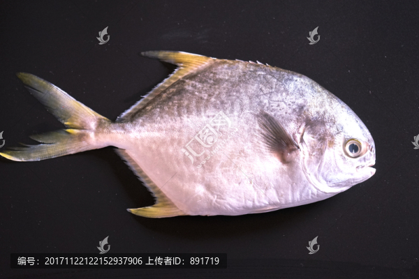 鯧魚,高清大圖