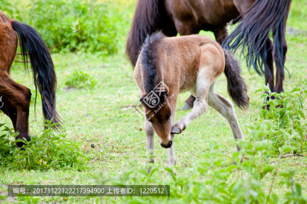 馬