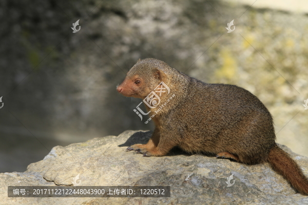 哺乳動物