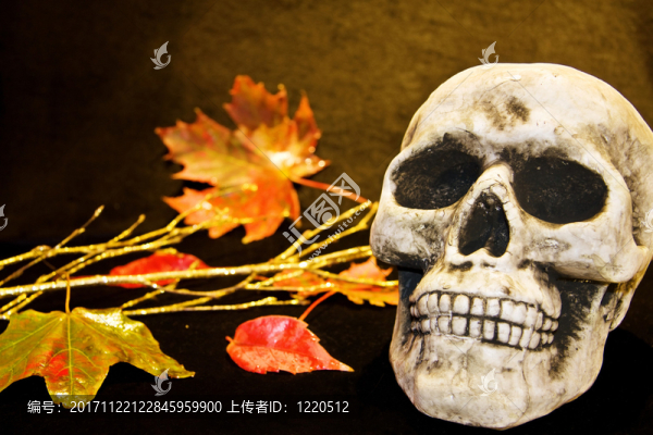 顱骨