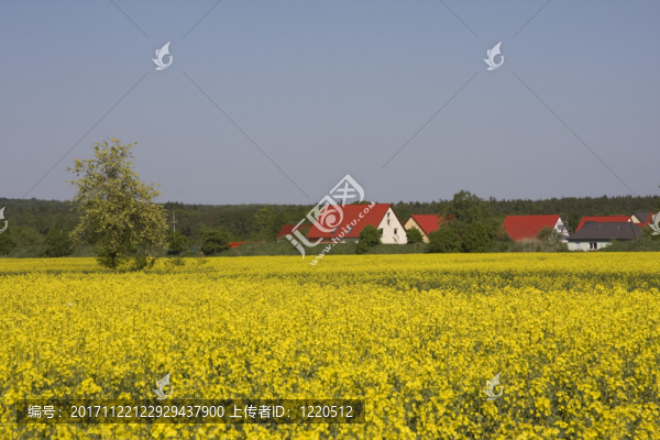 rapsblüte1