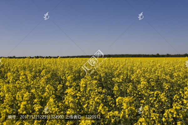 rapsblüte4