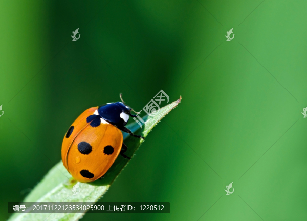 甲殼蟲