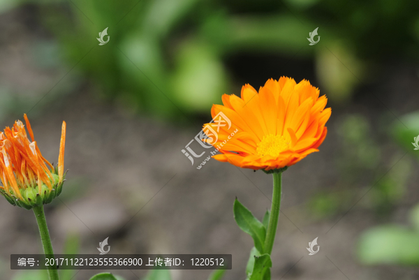 萬(wàn)壽菊