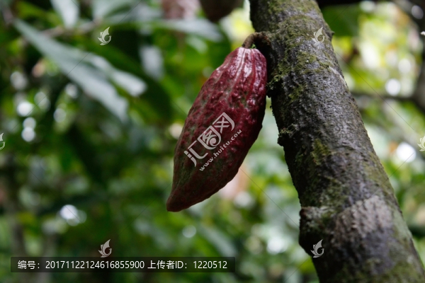 葉子