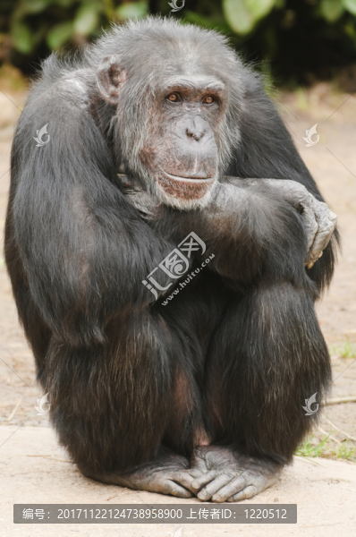 動物