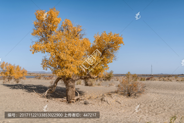 內(nèi)蒙額濟納胡楊