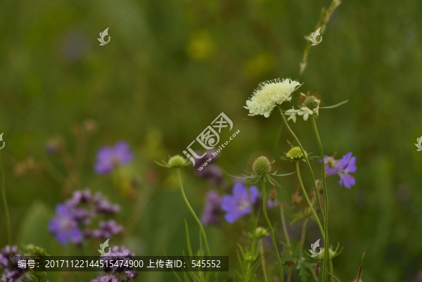 野花