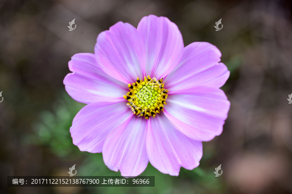花,花朵