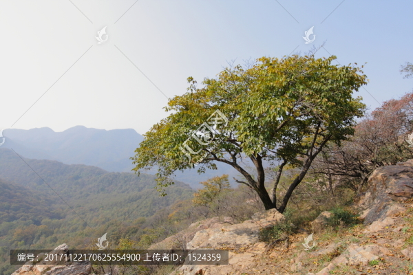 山上的樹