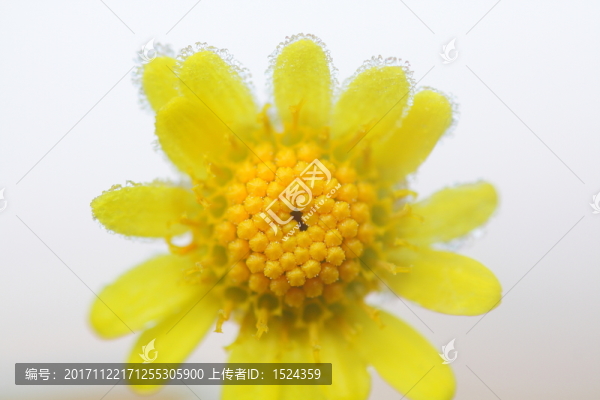野菊花