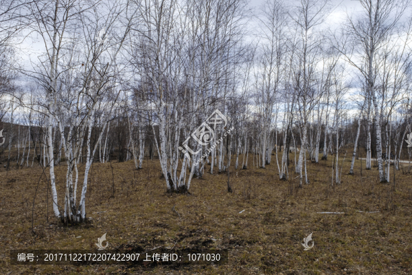 秋日白樺林