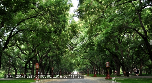 北京天壇綠蔭大道