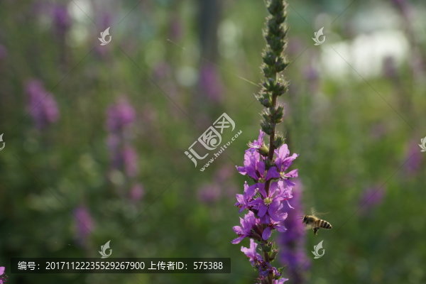 紫色花