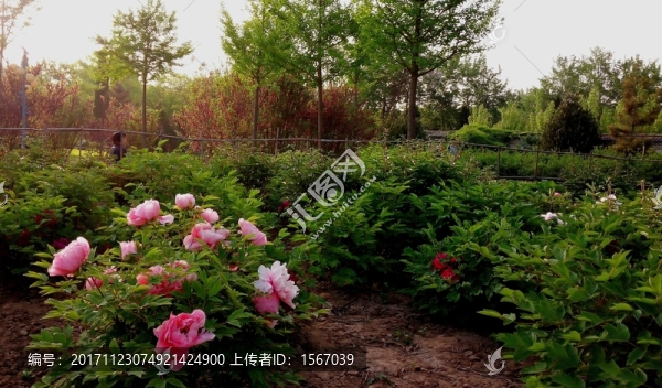 牡丹花