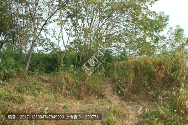 樹叢