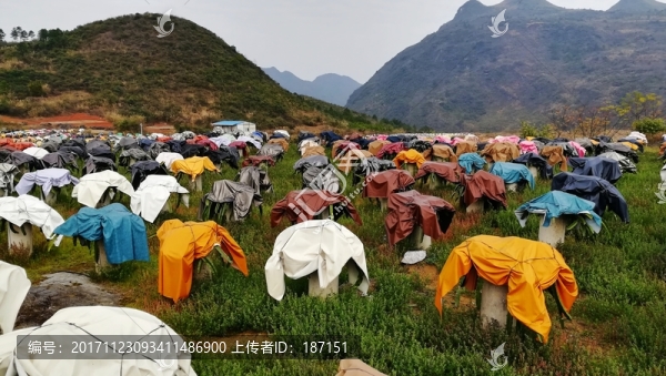 火龍果地