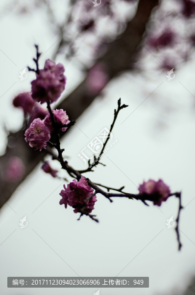 梅花