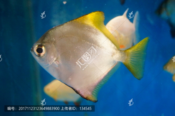 鯧魚