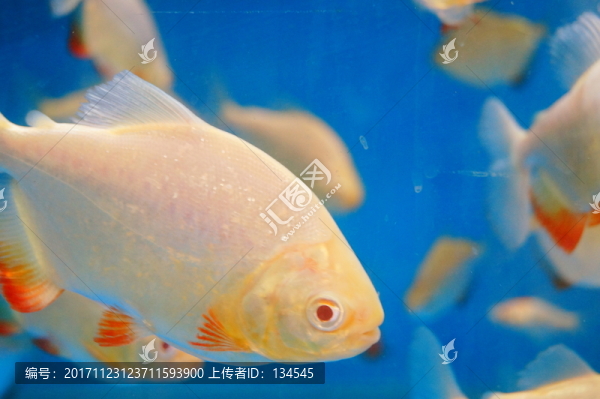 鯧魚