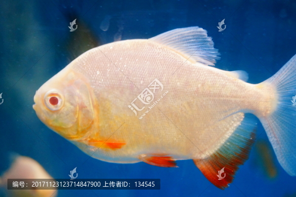 鯧魚
