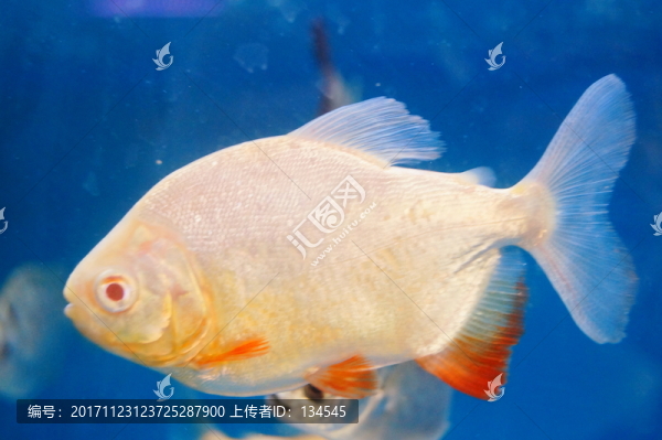 鯧魚