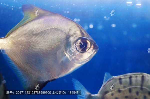 鯧魚