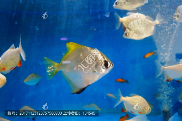 鯧魚